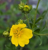 Image 1 of Slender Cinquefoil  (Potentilla gracilis)