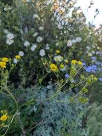 Image 4 of Slender Cinquefoil  (Potentilla gracilis)