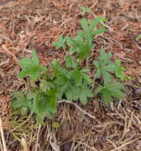 Image 5 of Slender Cinquefoil  (Potentilla gracilis)