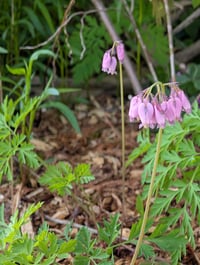 Image 1 of Western Bleeding Heart  (Dicentra formosa)