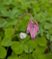 Image 3 of Western Bleeding Heart  (Dicentra formosa)