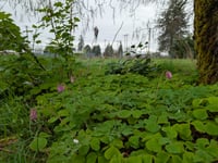 Image 5 of Western Bleeding Heart  (Dicentra formosa)