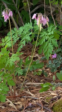 Image 7 of Western Bleeding Heart  (Dicentra formosa)