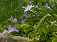 Image 1 of Douglas Iris  (Iris douglasiana)