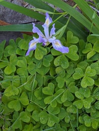 Image 2 of Douglas Iris  (Iris douglasiana)