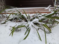 Image 5 of Douglas Iris  (Iris douglasiana)