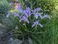 Image 1 of Oregon Iris  (Iris tenax)