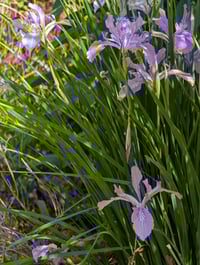 Image 2 of Oregon Iris  (Iris tenax)
