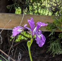 Image 3 of Oregon Iris  (Iris tenax)