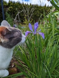 Image 6 of Oregon Iris  (Iris tenax)