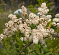 Image 4 of Oceanspray  (Holodiscus discolor)