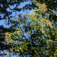 Image 5 of Oceanspray  (Holodiscus discolor)