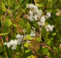 Image 1 of Oceanspray  (Holodiscus discolor)