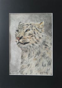 Image 1 of Snow Leopard 01