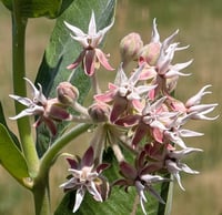Image 1 of Showy Milkweed  (Asclepias speciosa)