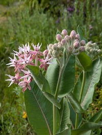 Image 2 of Showy Milkweed  (Asclepias speciosa)