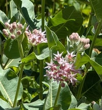 Image 3 of Showy Milkweed  (Asclepias speciosa)
