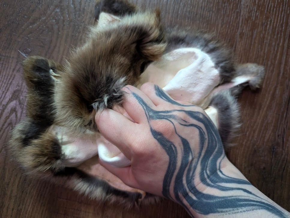 Image of Chocolate Agouti Satin Back Pelt