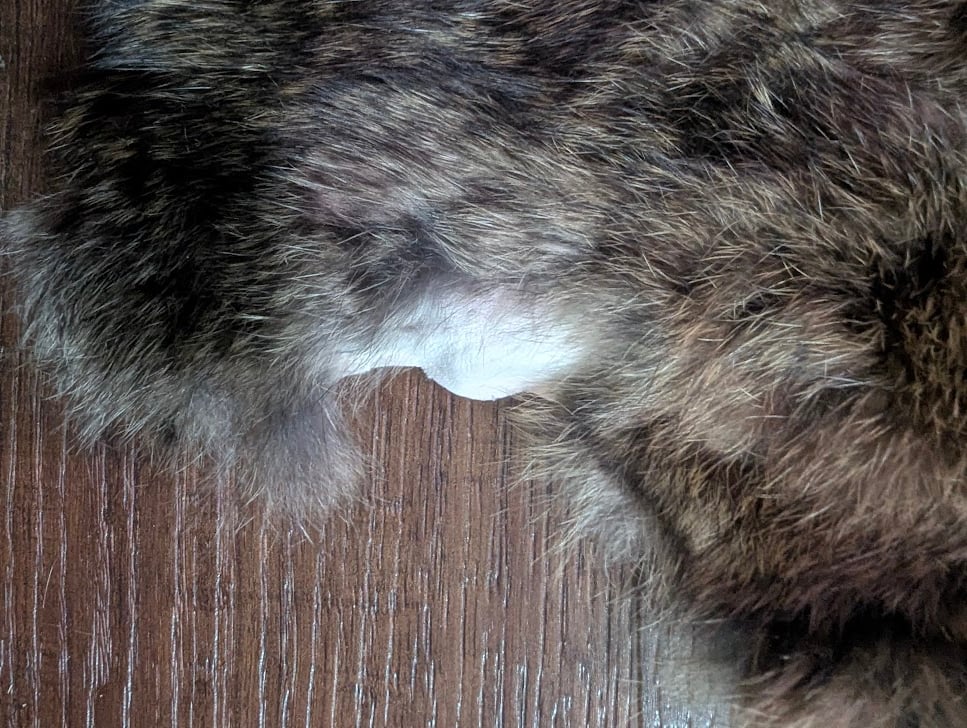 Image of Chocolate Agouti Satin Back Pelt