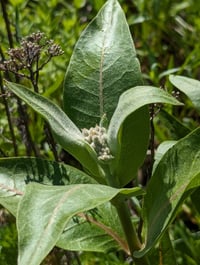 Image 5 of Showy Milkweed  (Asclepias speciosa)