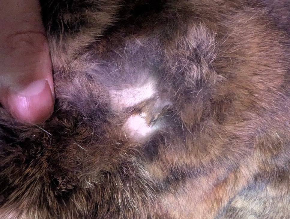 Image of Chocolate Agouti Satin Back Pelt