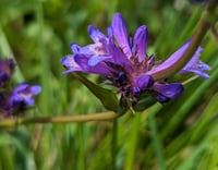 Image 1 of Rydberg's Penstemon  (Penstemon rydbergii)
