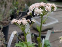 Image 1 of Western Coltsfoot  (Petasites frigdus)