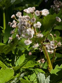 Image 2 of Western Coltsfoot  (Petasites frigdus)