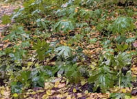 Image 5 of Western Coltsfoot  (Petasites frigdus)