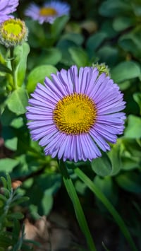 Image 1 of Seaside Daisy  (Erigeron glaucus)