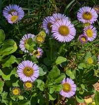 Image 3 of Seaside Daisy  (Erigeron glaucus)