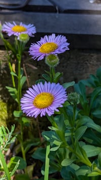 Image 4 of Seaside Daisy  (Erigeron glaucus)