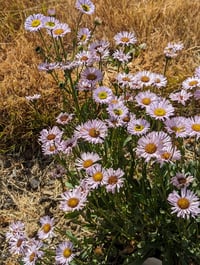 Image 5 of Seaside Daisy  (Erigeron glaucus)