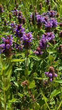 Image 1 of Lanceleaf Self Heal  (Prunella vulgaris var. lanceolata)