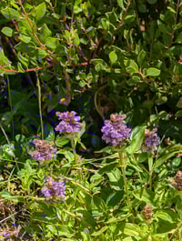 Image 2 of Lanceleaf Self Heal  (Prunella vulgaris var. lanceolata)