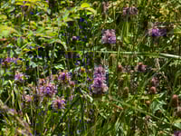 Image 3 of Lanceleaf Self Heal  (Prunella vulgaris var. lanceolata)