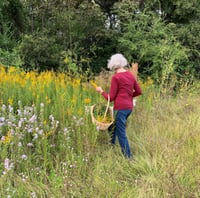 Image 3 of Goldenrod Salve 2 oz Glass Jar