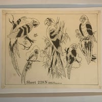 Image 1 of 1978 Spaulding & Roger’s Don Nolan production flash parrots 11x14