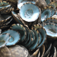 Image 1 of Green Limpet 