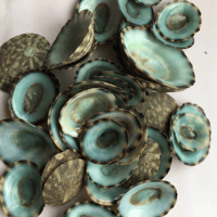 Image 2 of Green Limpet 