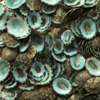 Image 3 of Green Limpet 