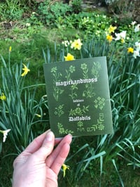 Folklore of Daffodils