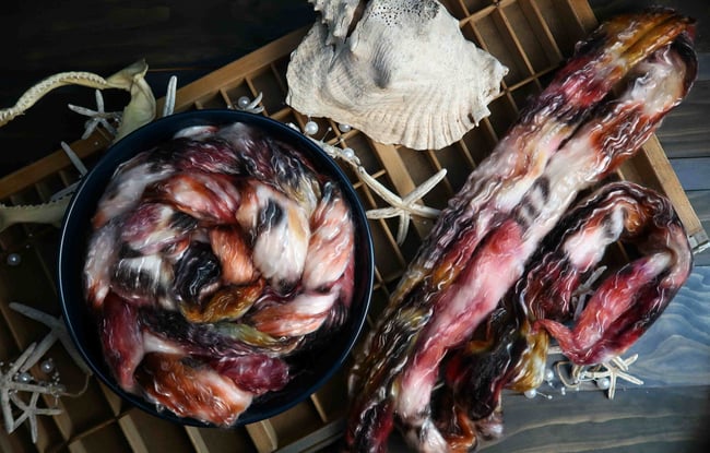 Chambered Nautilus Combed Top - 50/50 Merino/Tencel