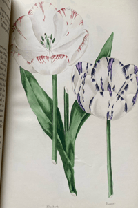 Image 6 of In Your Garden Again Vita Sackville-West