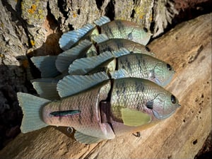 Image of  Ann Deluxe Xslowsink (Chameleon Gill 2)