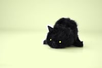 Image 3 of black kitten