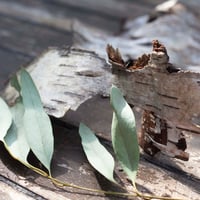 Image 3 of Eucalyptus Bark