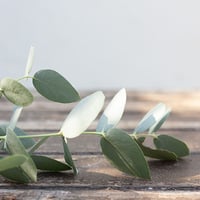 Image 1 of Eucalyptus Leaves 