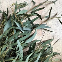 Image 3 of Eucalyptus Leaves 