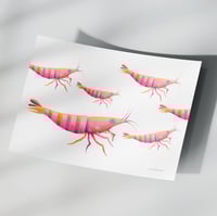 Image 1 of Artprint Lütt Shrimps